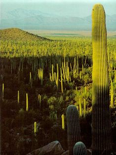 a large cactus standing in the middle of a field