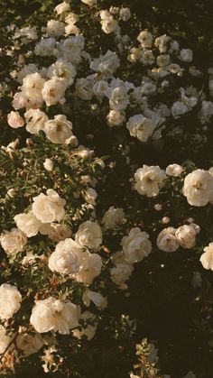 white flowers are blooming in the garden