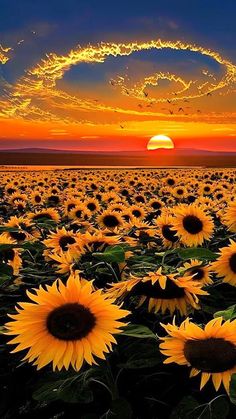 the sun is setting over a large field of sunflowers