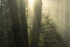 the sun shines through the foggy trees in the forest on a sunny day