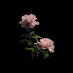 two pink roses with green leaves against a black background