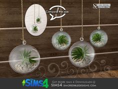 four air plants hanging from the side of a wooden wall next to rocks and pebbles