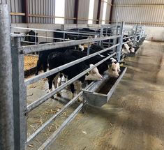 several cows are eating from troughs in the barn