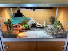 a fish tank filled with plants and rocks