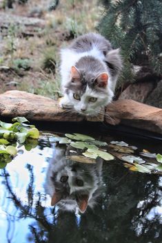 a gray and white cat standing on top of a wooden log next to a pond