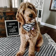 a brown dog wearing a bow tie sitting on top of a black and white rug