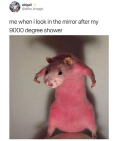 a pink rat standing on its hind legs with the caption me when i look in the mirror after my 9000 degree shower