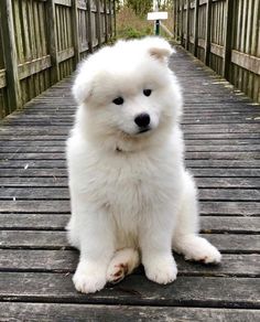 a white dog sitting on top of a wooden bridge