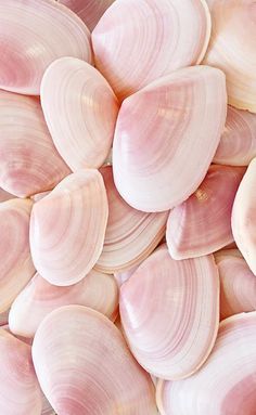 close up view of pink seashells on white background