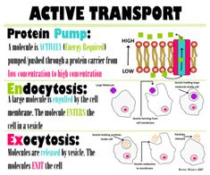 a diagram showing the different types of active transport and how they are used to support them