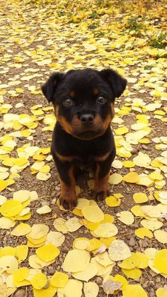 a small black and brown dog sitting on top of yellow leaf covered ground with trees in the background