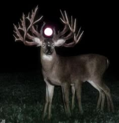 a deer is standing in the grass at night with its head turned to the side