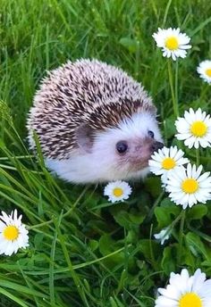 a small hedge sitting in the grass surrounded by daisies