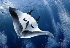 a manta ray swimming in the ocean with bubbles around it's back end