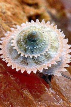 a close up of a flower on a rock