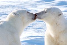 two polar bears are kissing in the snow