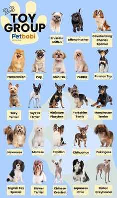 a poster with many different types of dogs on it's side and the words toy group petboi written below