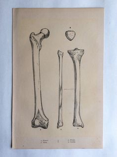 three different types of bones are shown in this antique print, including the lower and upper limbs