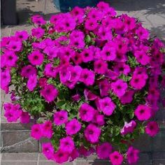 purple petunias are growing in a pot on the side of a brick wall