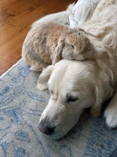 a white dog laying on top of a wooden floor next to a brown and white bunny