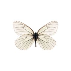 a white and black butterfly on a white background