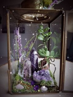 a glass box filled with rocks and plants