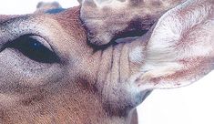 a close up of a giraffe's face with it's tongue sticking out