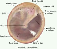 the structure of an eyeball with labels on each side and labeled parts labelled below