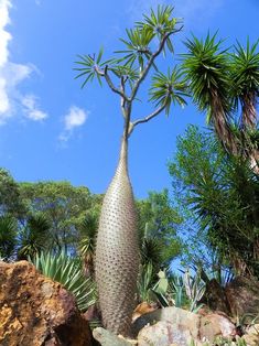 an unusual looking plant in the middle of some rocks and trees with blue sky behind it