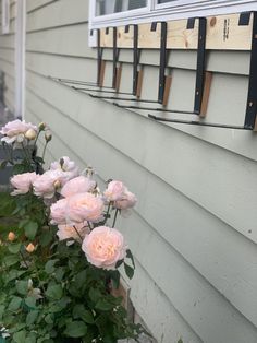 some pink roses are growing on the side of a house and next to a window