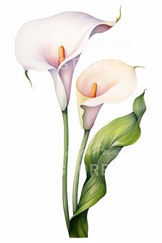 two white calla lilies with green leaves on a white background by corbi