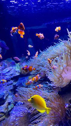 an aquarium filled with lots of different types of sea animals and fish swimming around it