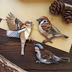 three birds sitting on top of a piece of paper with pine cones in the background