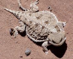 a small lizard sitting on top of a sandy ground