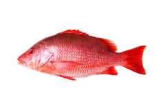 a red fish on a white background