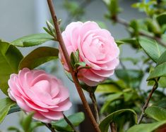 two pink flowers are blooming on a tree