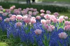 pink and white tulips are in the middle of blue lupine flowers,