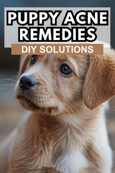 puppy acne remedies for dogs that are diy - solutions to keep them healthy