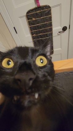 a black cat with yellow eyes looking up at the camera while standing in front of a door