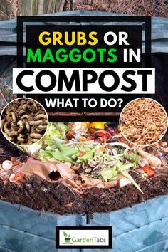 a composting bin filled with lots of garbage and worms in it that says, grubs or maggots in compost what to do?