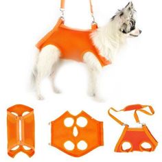 a small dog wearing an orange vest and harness with four pieces of accessories around it