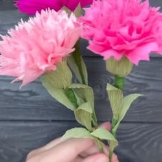 two pink flowers being held by someone's hand