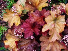 some very pretty colorful plants with white flowers in the middle and brown leaves on them