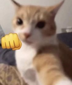 an orange and white cat is looking at the camera with its paw on it's thumb