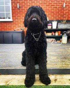 a black dog sitting on top of a wooden deck