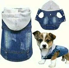 a small dog wearing a denim jacket next to a blue and white bag with holes on it