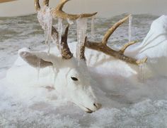 an animal that is laying down in the snow with icicles on it's antlers