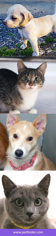 there are three different pictures of dogs and cats in the same photo, one has a cat looking at the camera