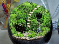 a glass vase filled with green plants and rocks