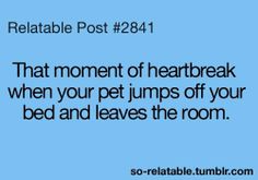 a blue background with the words, that moment of heartbeat break when your pet jumps off your bed and leaves the room